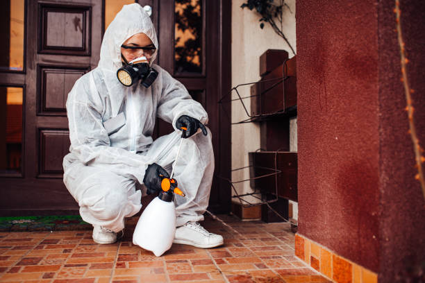 Attic and Crawl Space Rodent Treatment in Hawthorn Woods